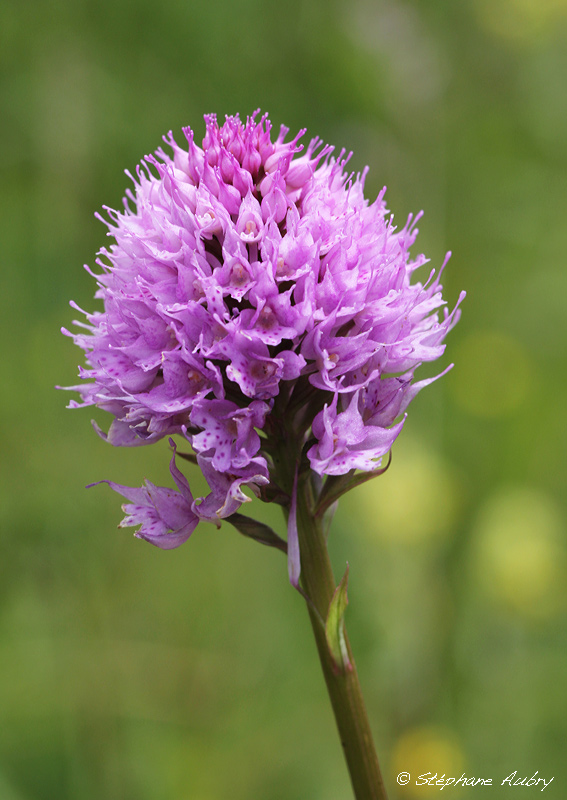 Traunsteinera globosa