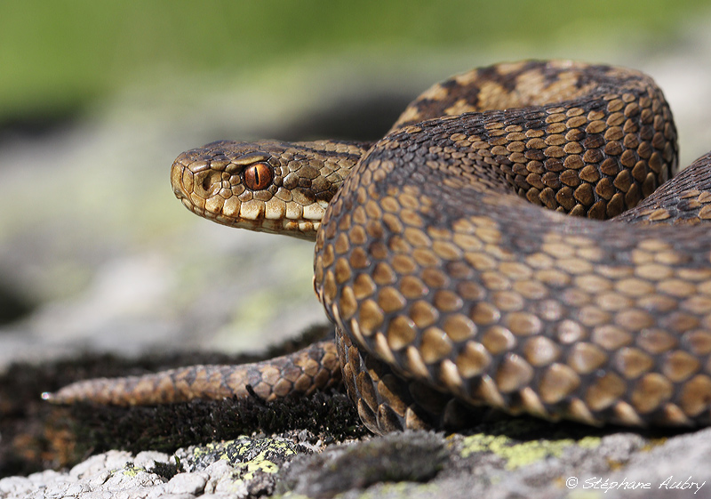 Vipre pliade, Vipera berus berus
