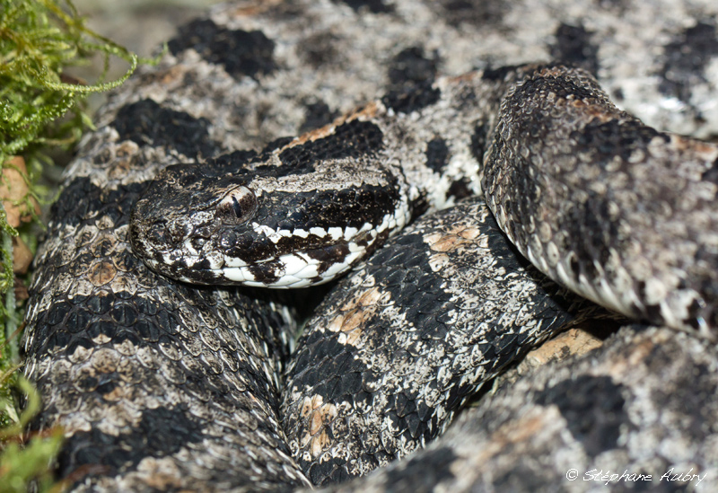 Sistrurus miliarius barbouri