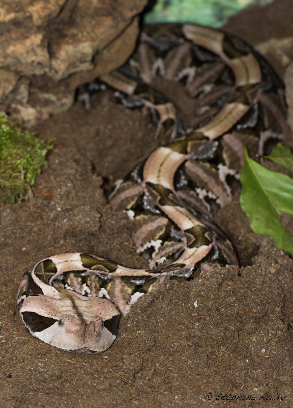 Vipre rhinoceros, Bitis rhinoceros