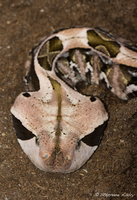 Vipre rhinoceros, Bitis rhinoceros