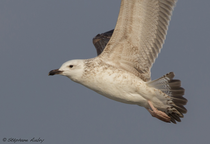 Goland pontique, Larus cachinnans