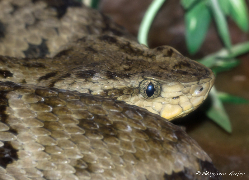 Bothrops atrox