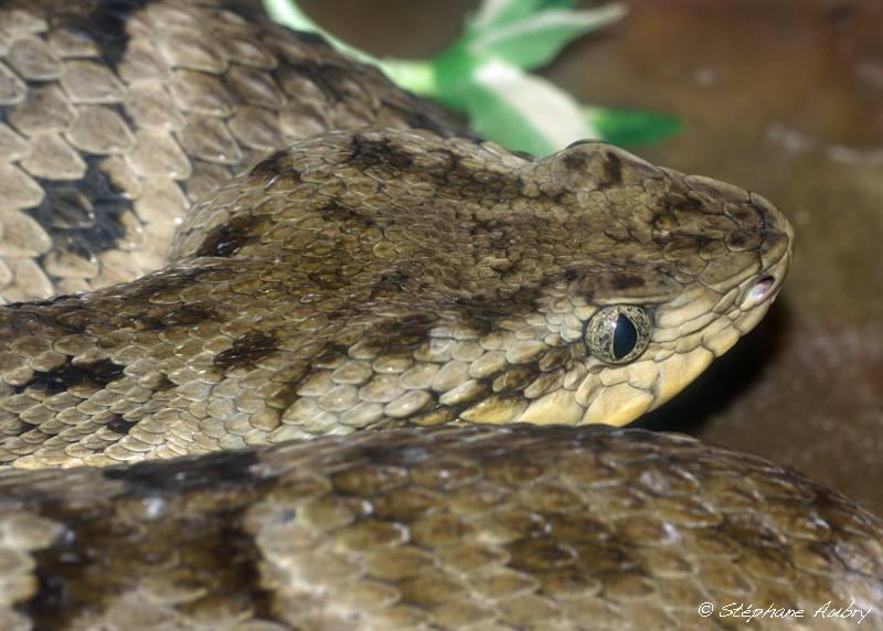 Bothrops atrox