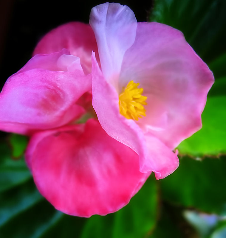 My begonia
