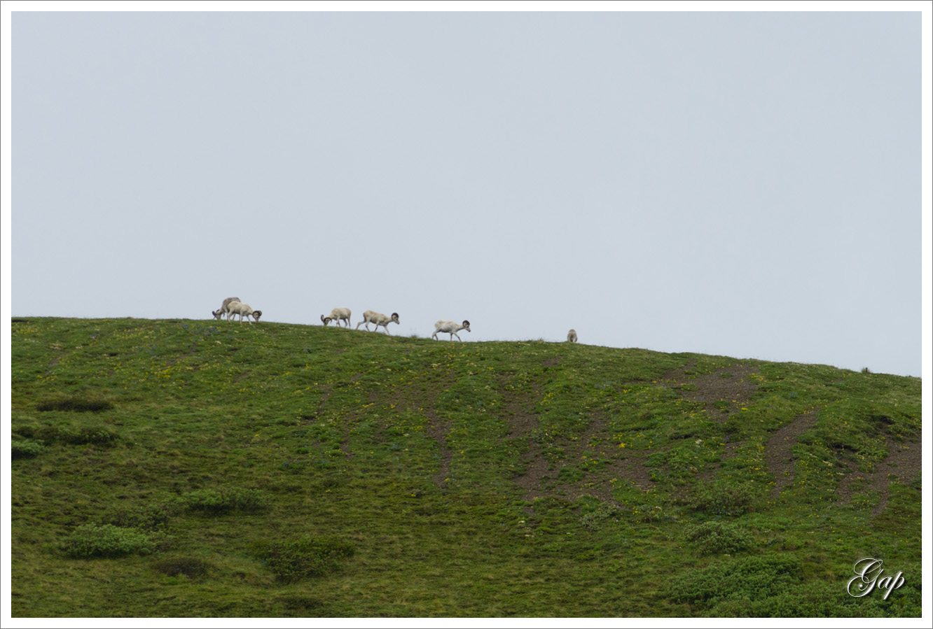 Dall sheep