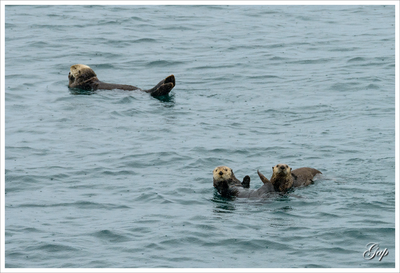 very cute sea otters