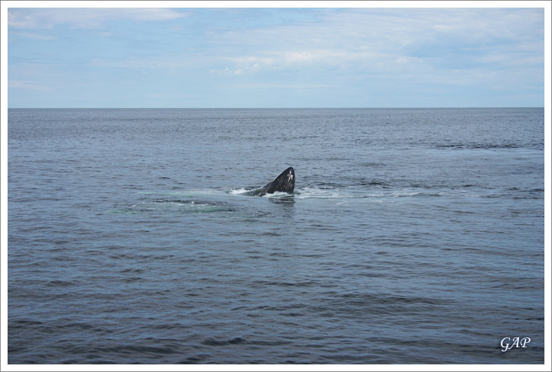 The whale swims upward to swallow lots of fish