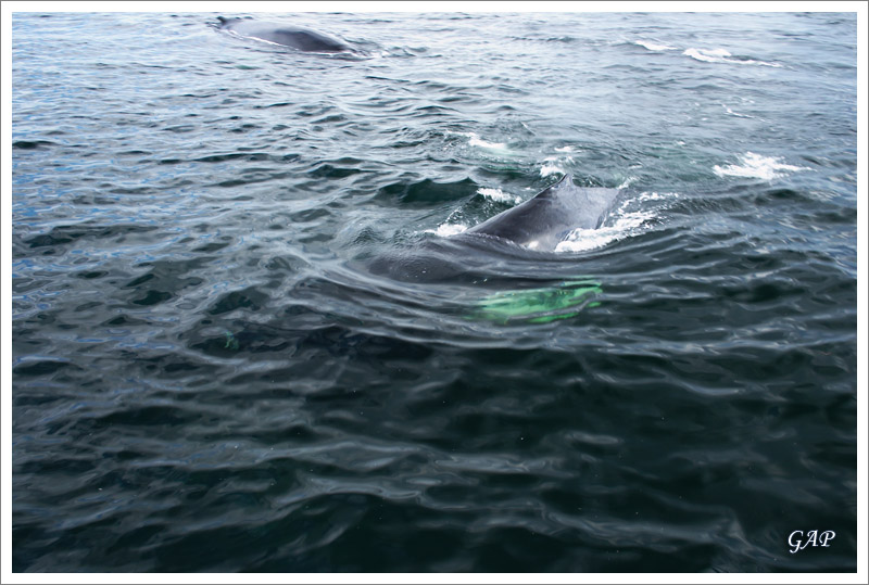 swimming toward the boat