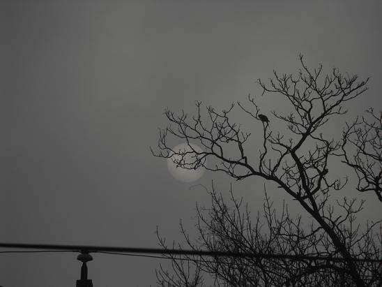 This photo of the sun through the morning fog was taken by Jen, but its so creepy-cool that I had to post it.