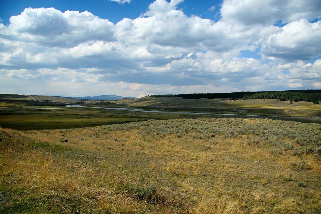 Meadow, Yellowstone National Park