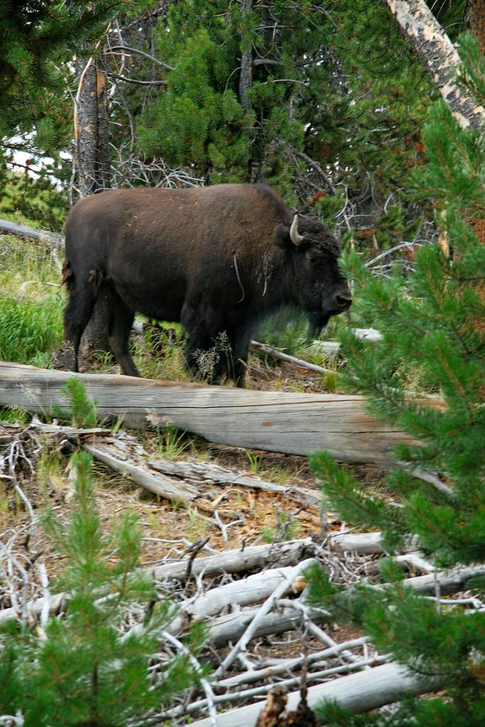 Buffalo, Yellowstone National Park