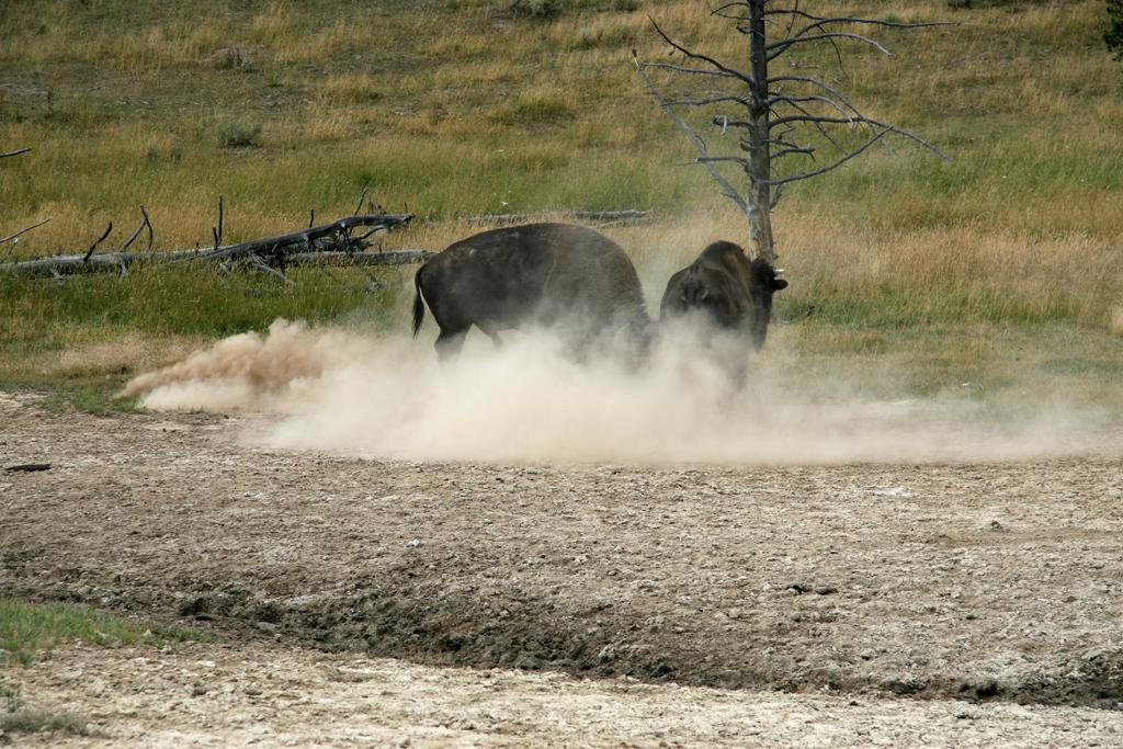 Male Buffalo Trying To Impress The Girlfriend, Yellowstone National Park