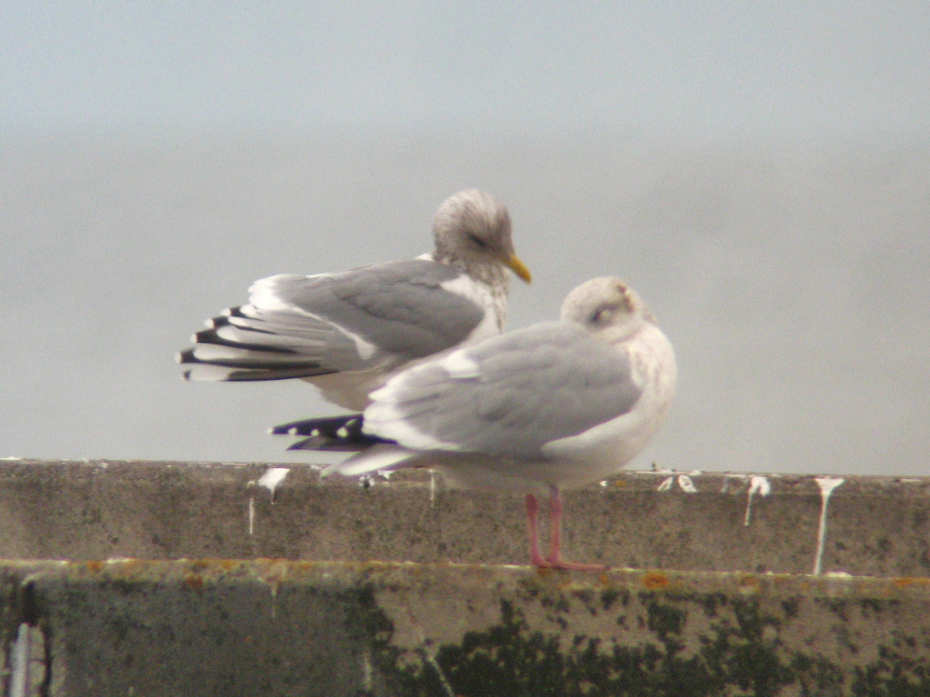 Thayers Gull - Adult