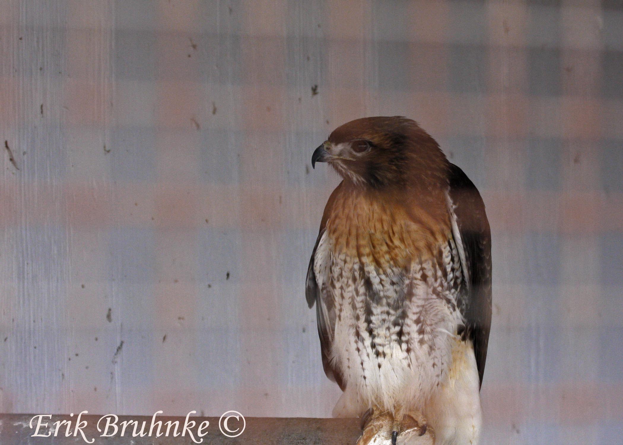 Red-tailed Hawk at Ledgeview Nature Center... such a beautiful bird!!