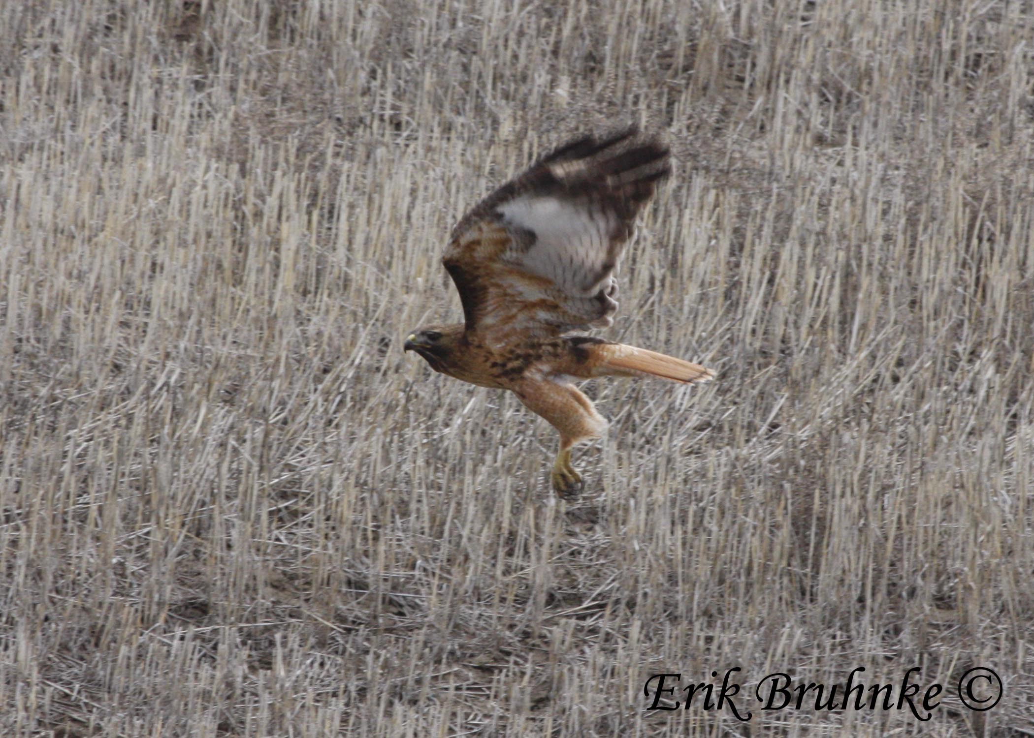 Red-tailed Hawk (Adult rufous, light-morph western)