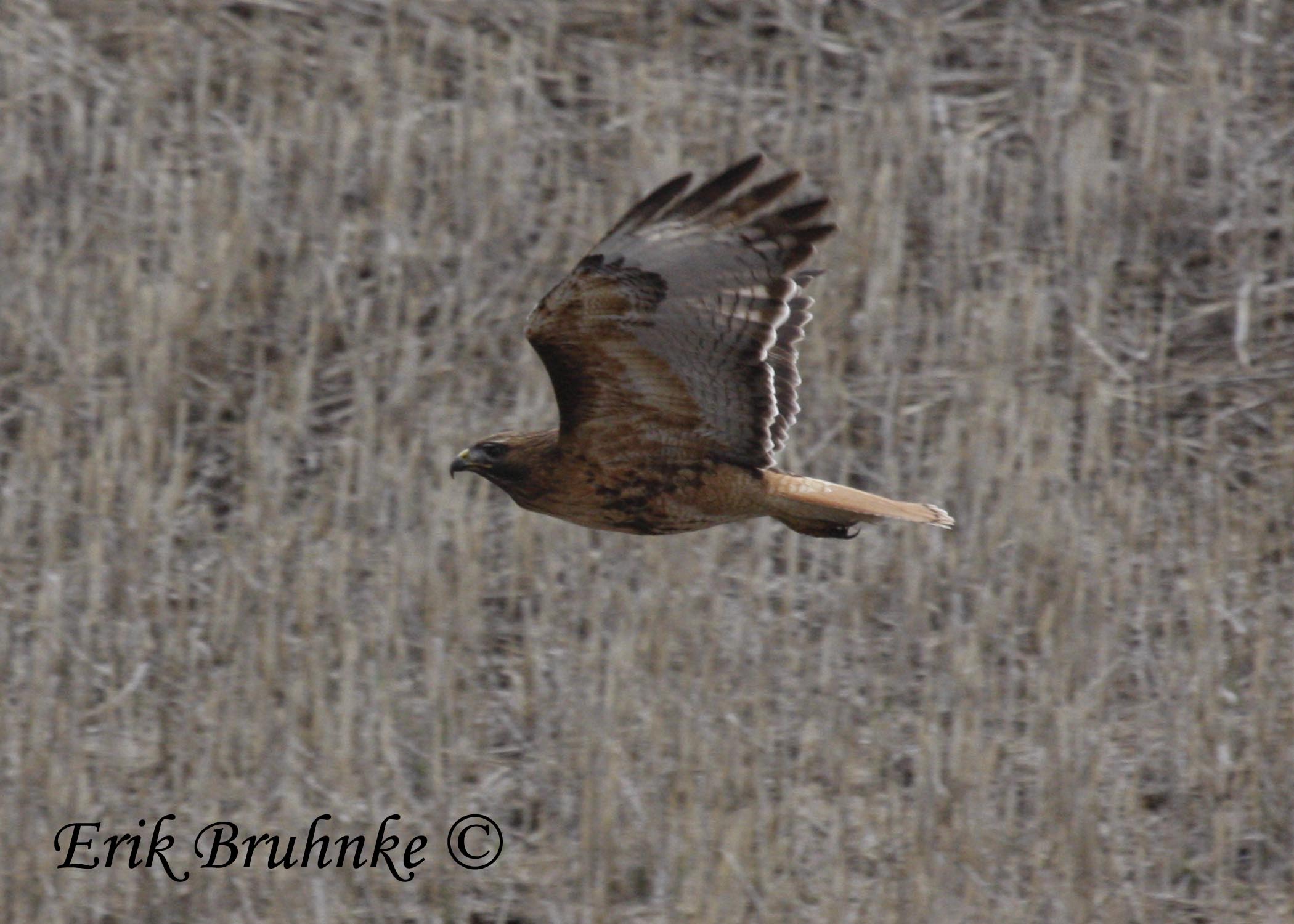 Red-tailed Hawk (Adult rufous, light-morph western)
