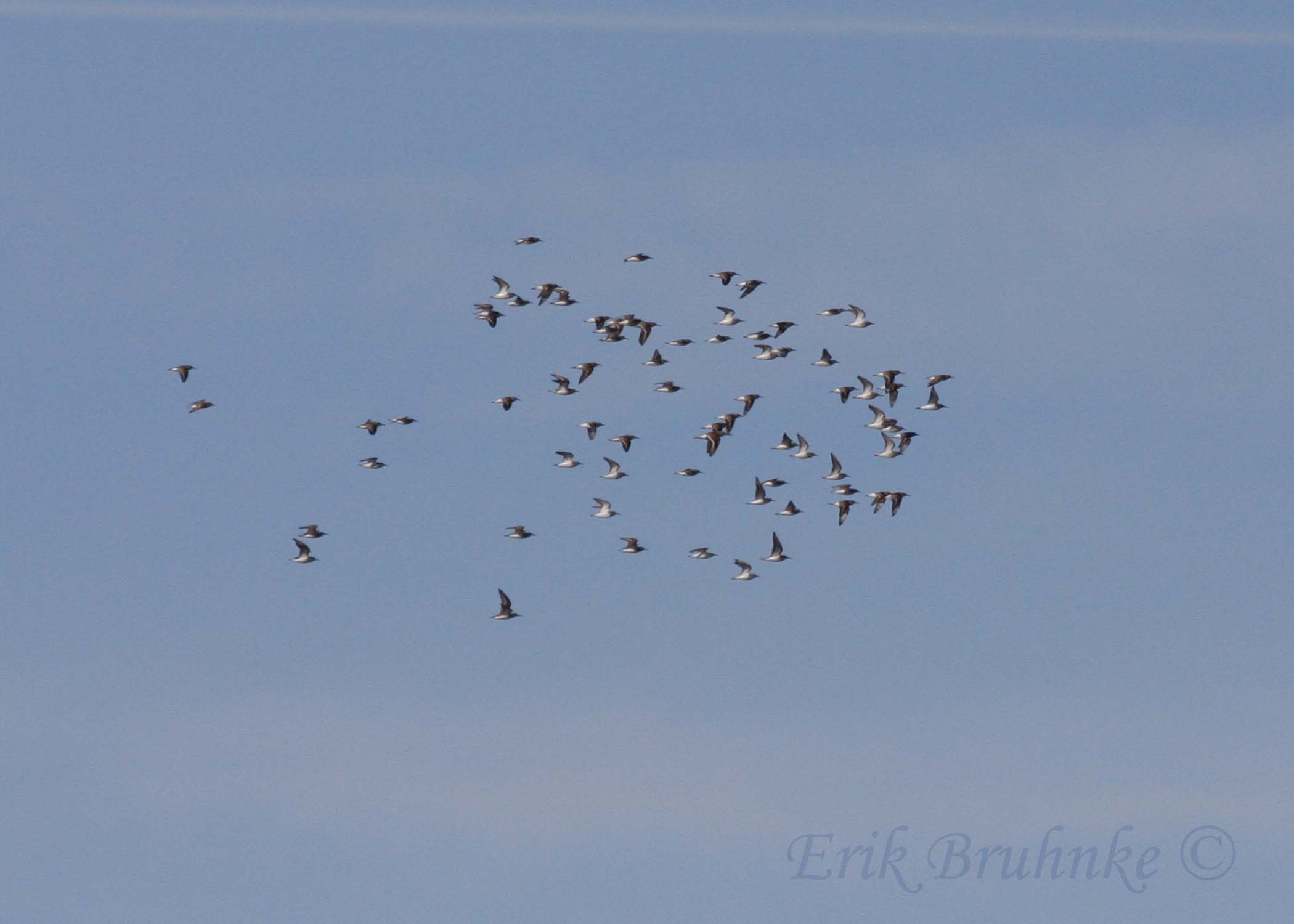 Flock of Western Sandpipers!