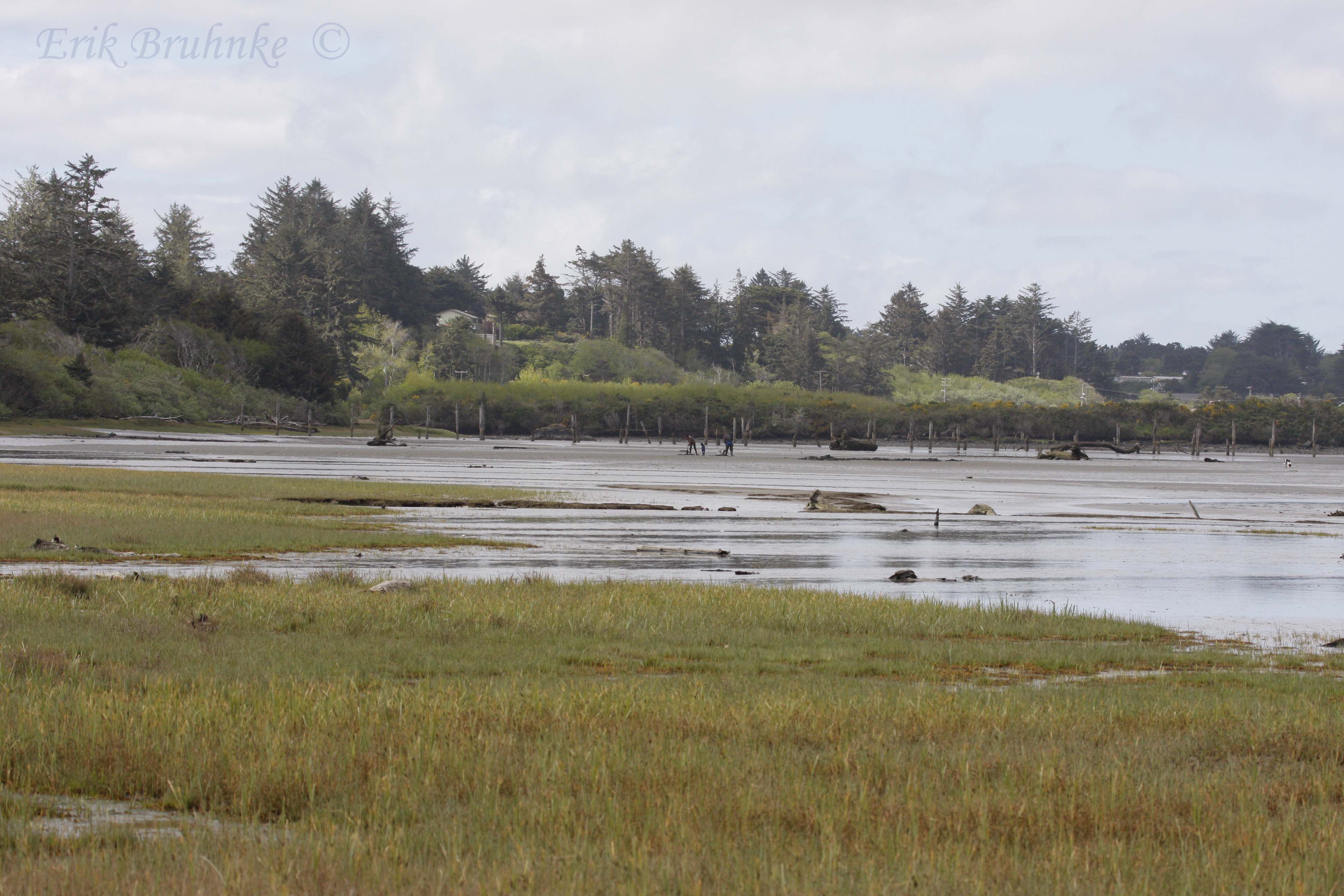 Bandon Marsh