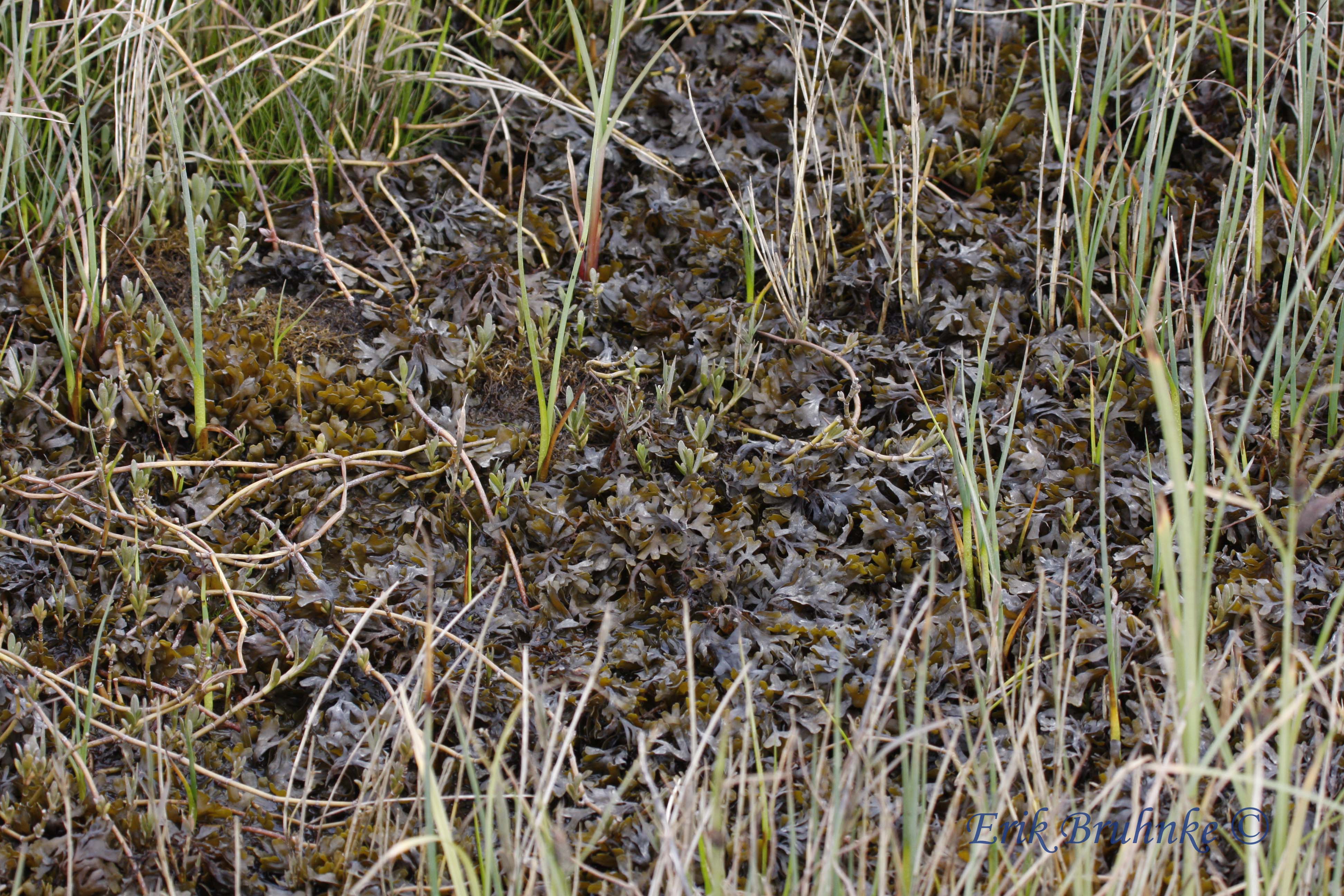 Kelp among the grasses in the saltmarsh