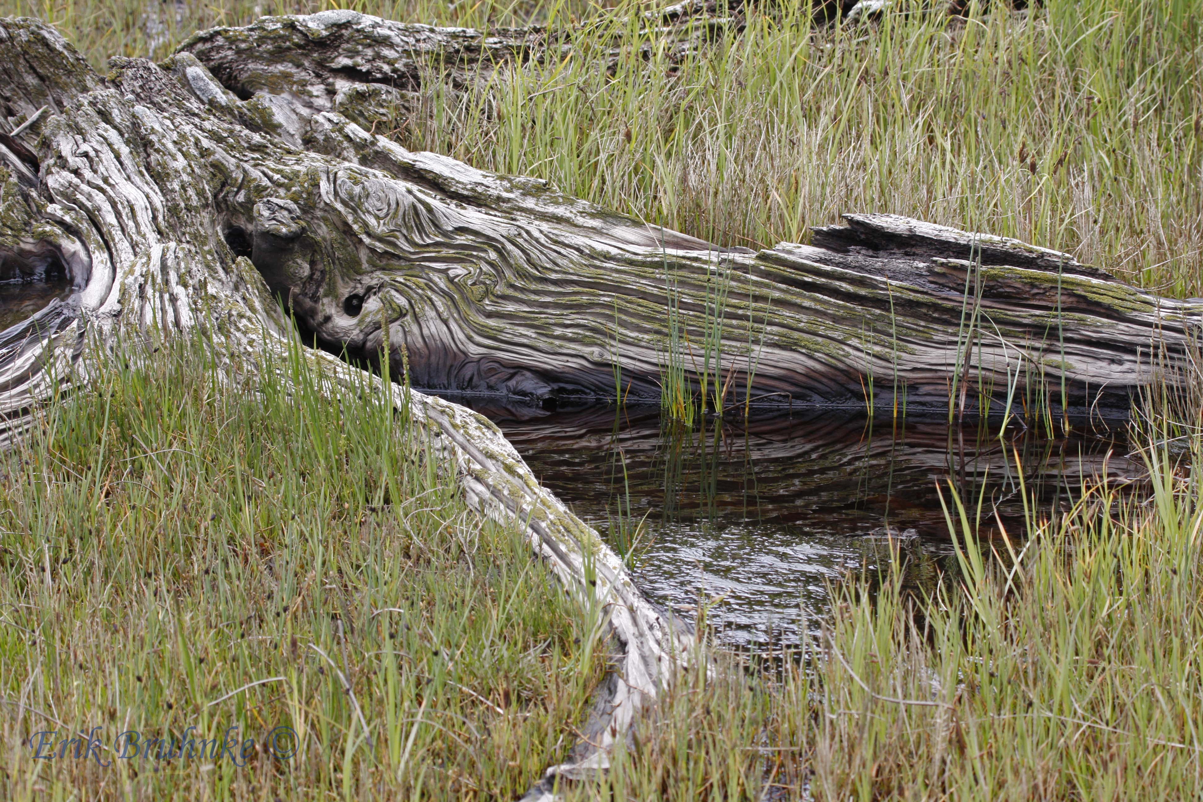 Collection of water in stump remnants inside saltmarsh