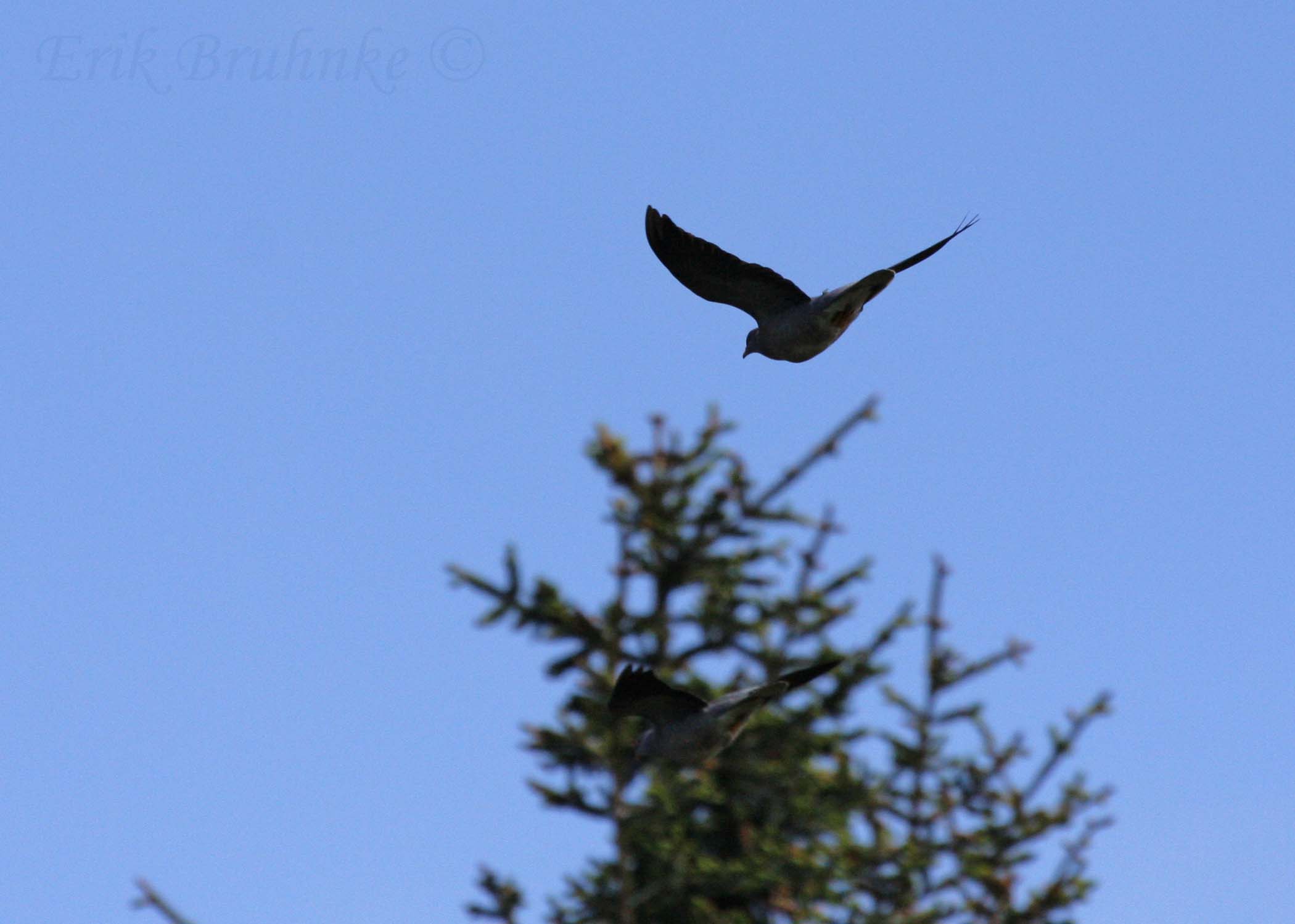 Band-tailed Pigeon