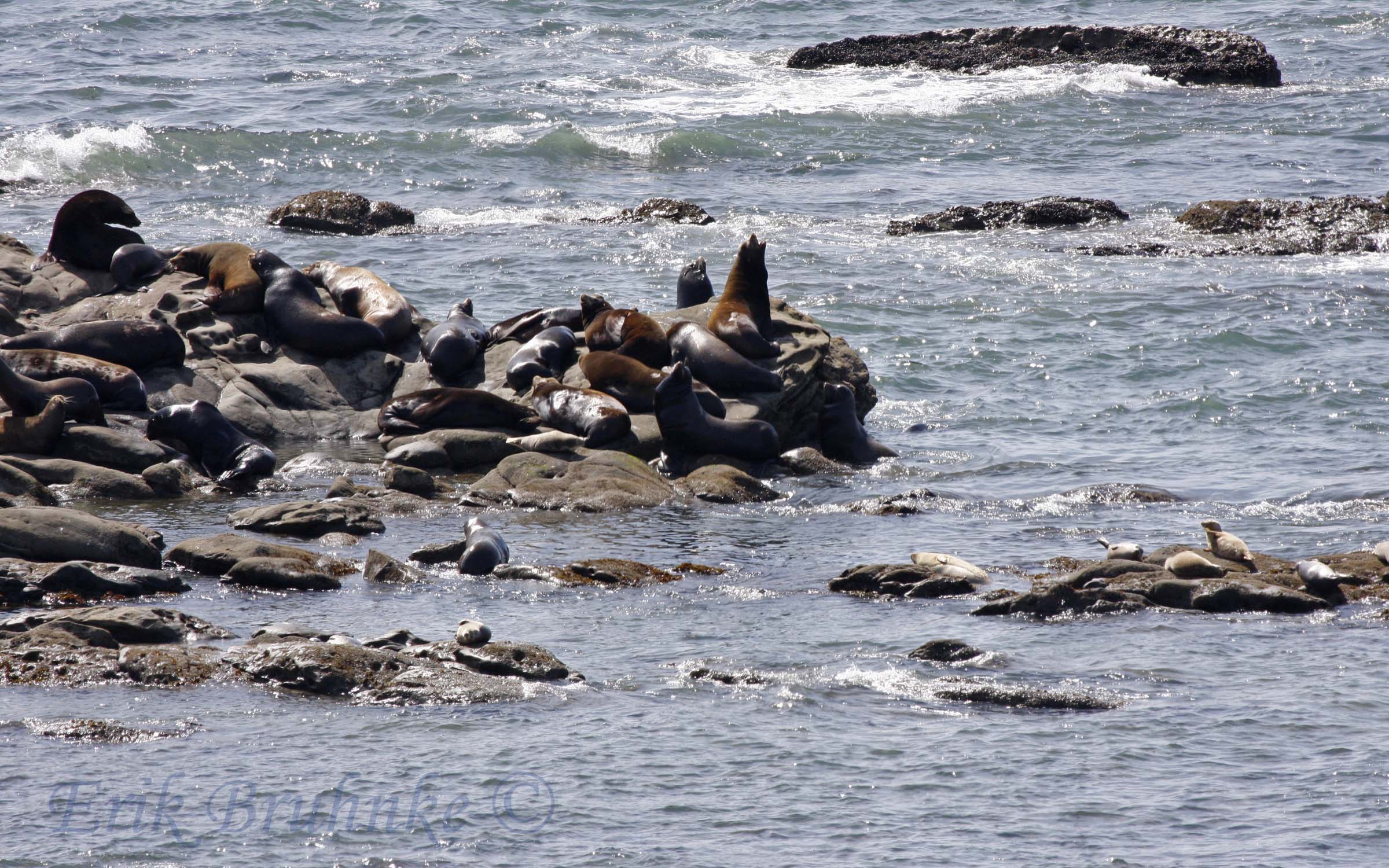 Steller Sea Lion and California Sea Lion