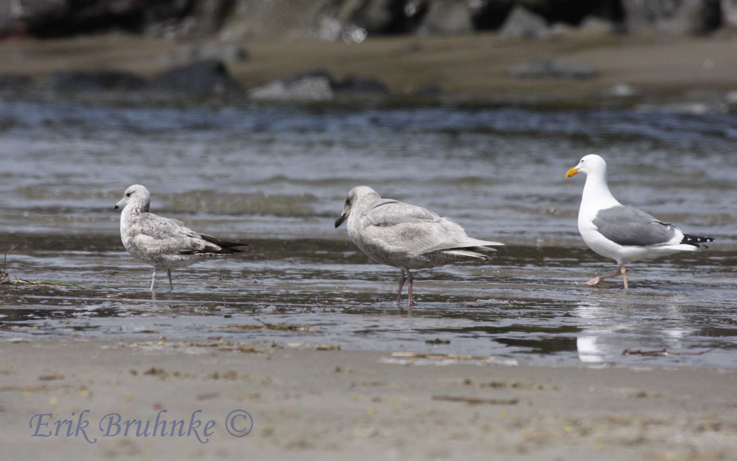 California Gull (left), Glaucous-winged Gull (center), Western Gull (right)
