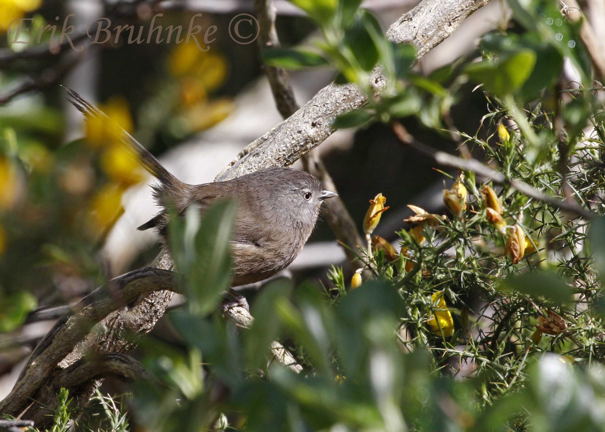 Wrentit