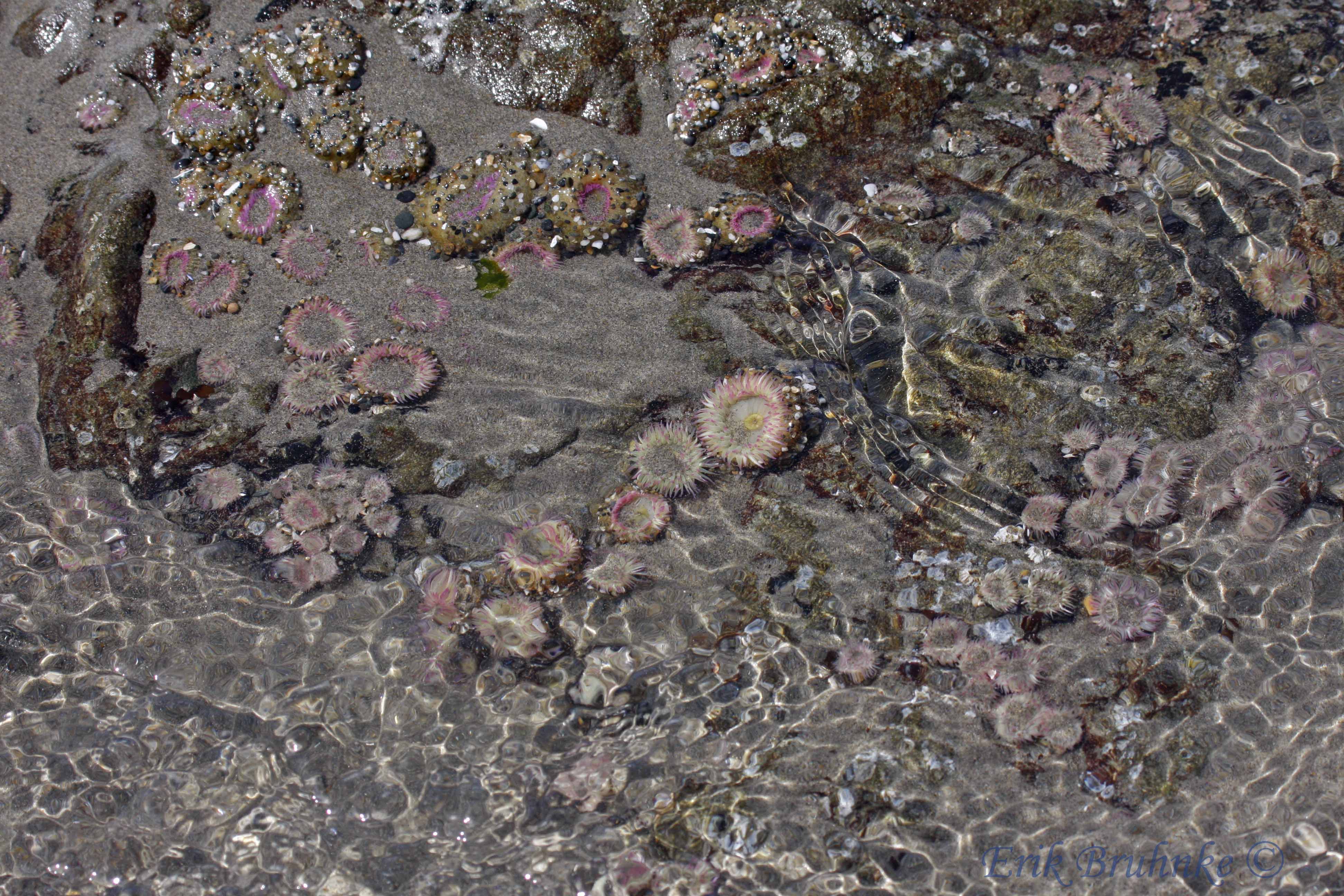 Sea Anemones