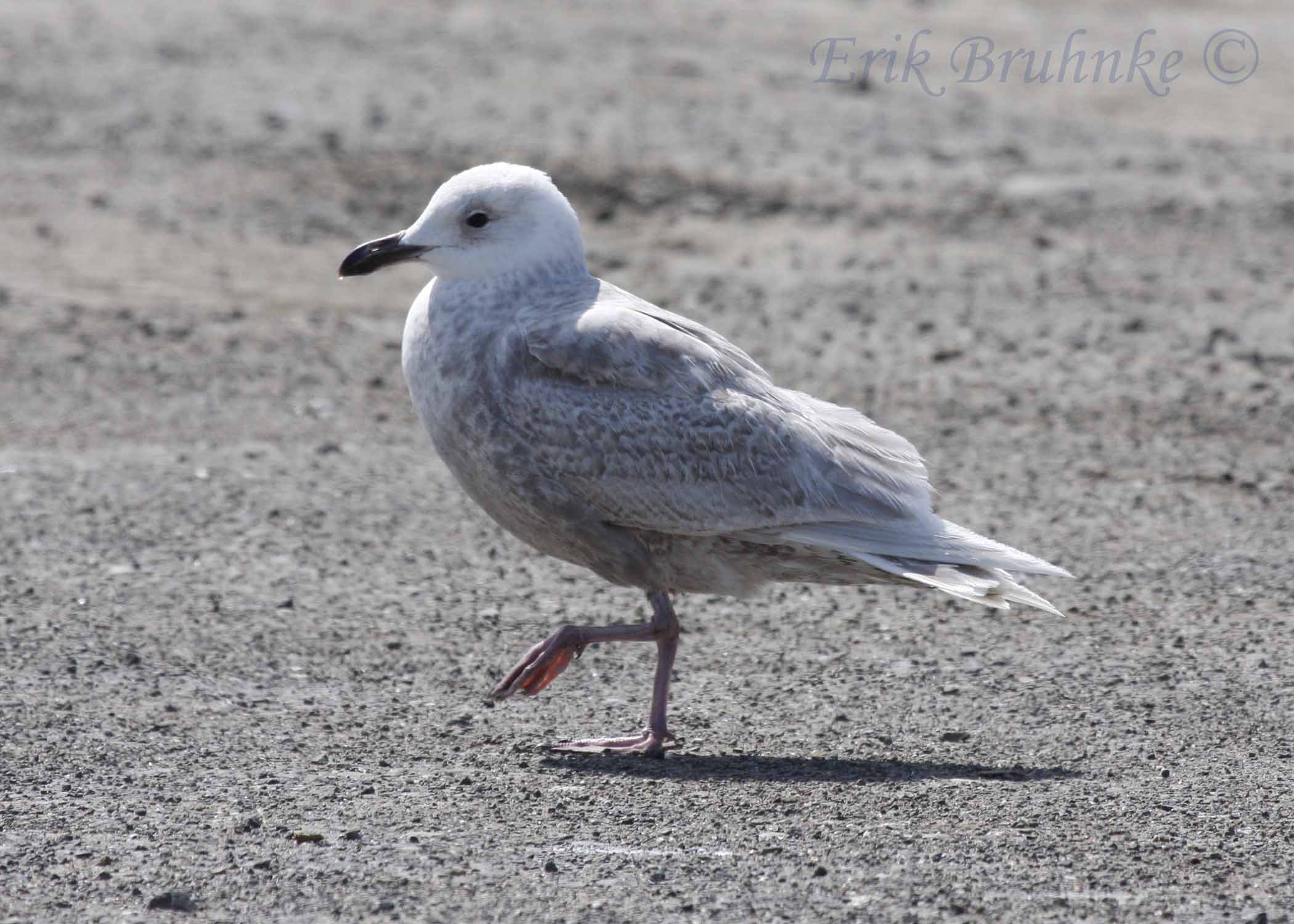 Glaucous-winged Gull