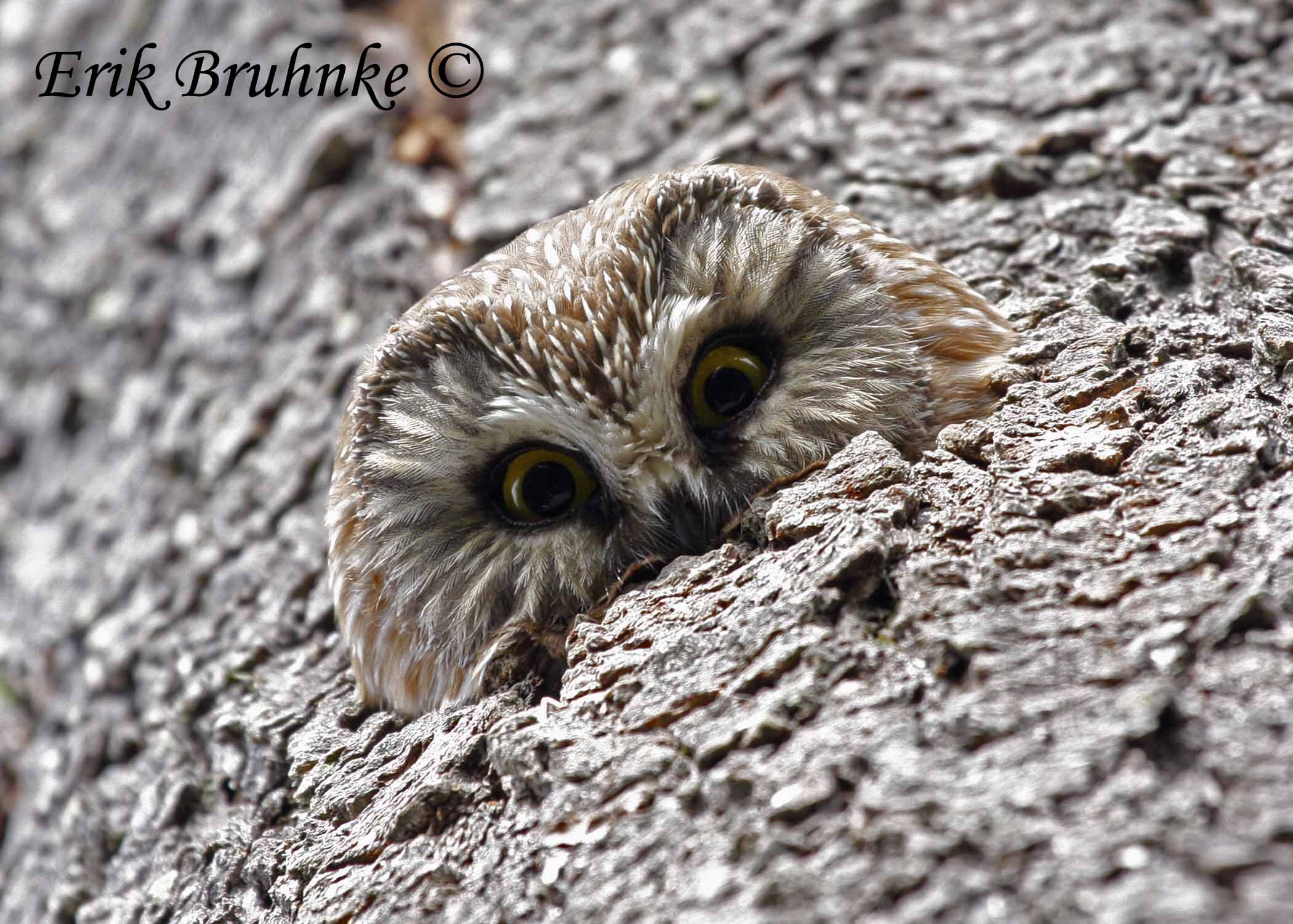 Northern Saw-whet Owl