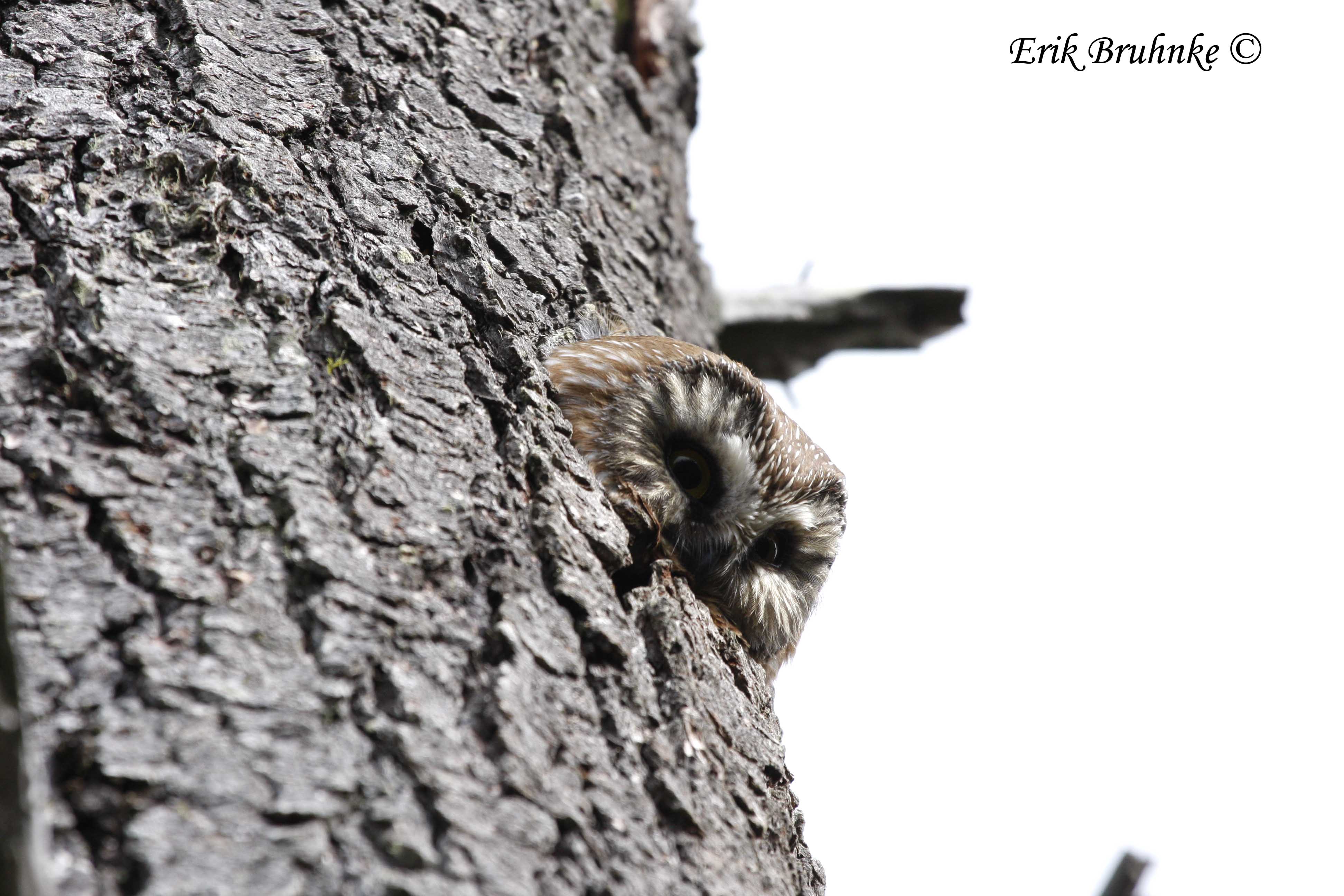 Northern Saw-whet Owl