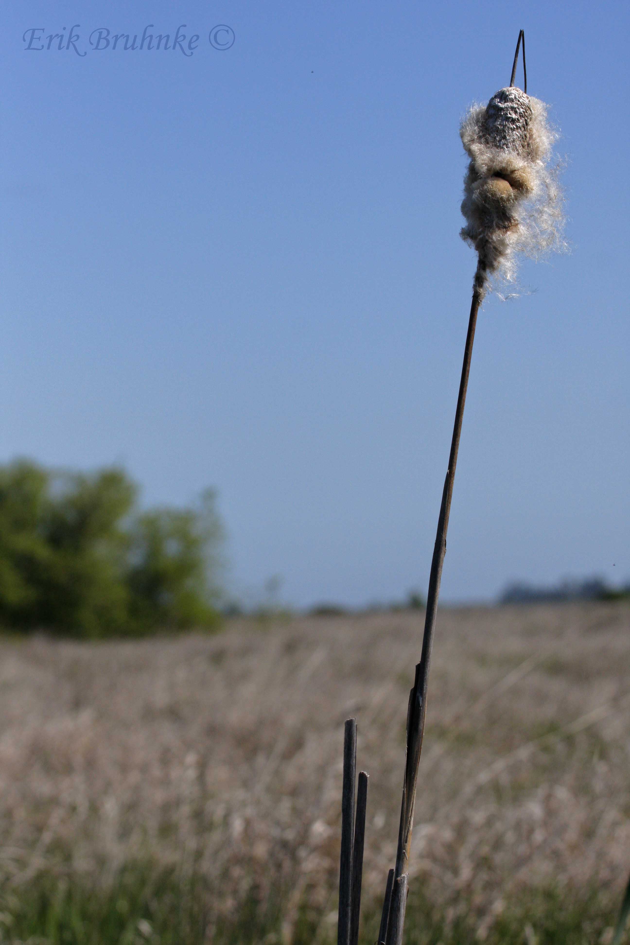 cattail