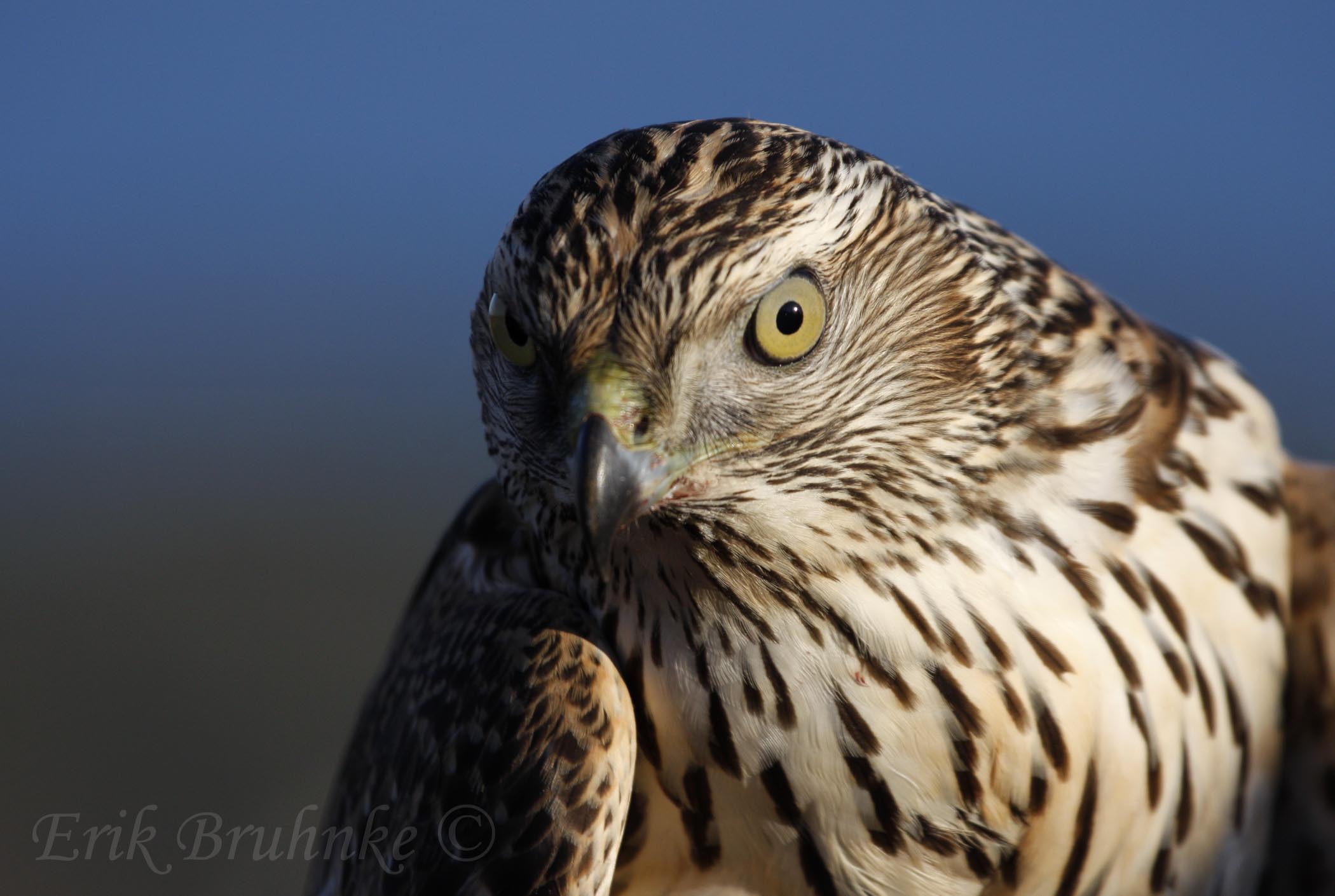 Northern Goshawk (juvenile)