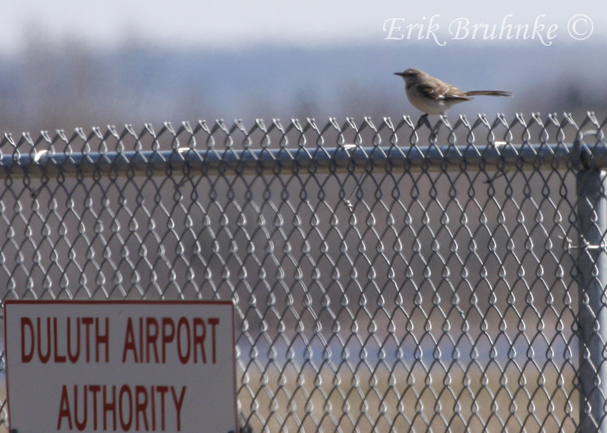 Northern Mockingbird
