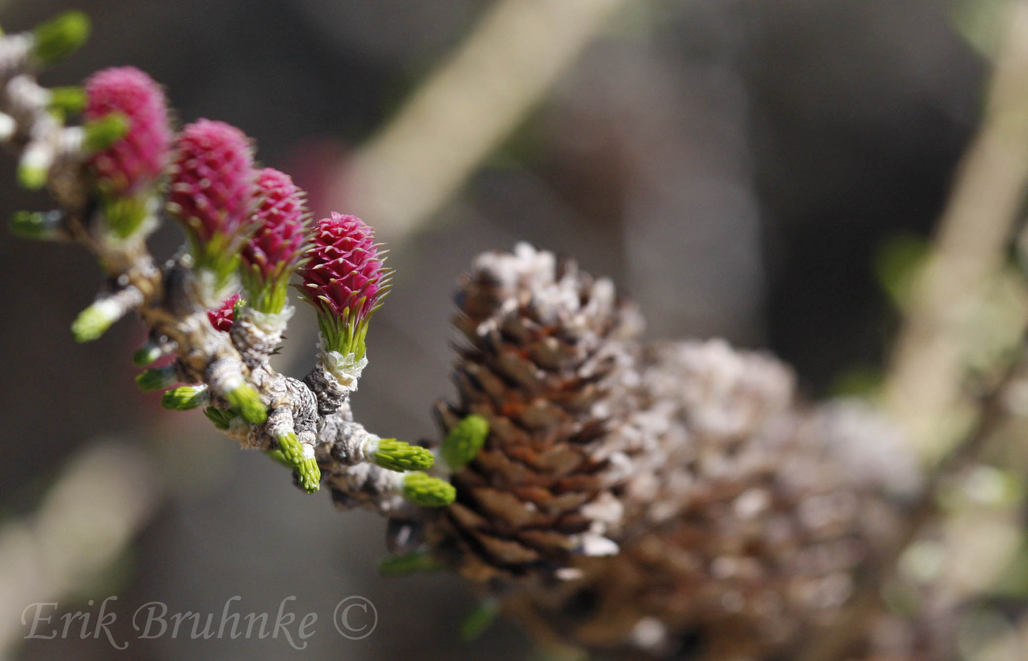 Tamarack flowering