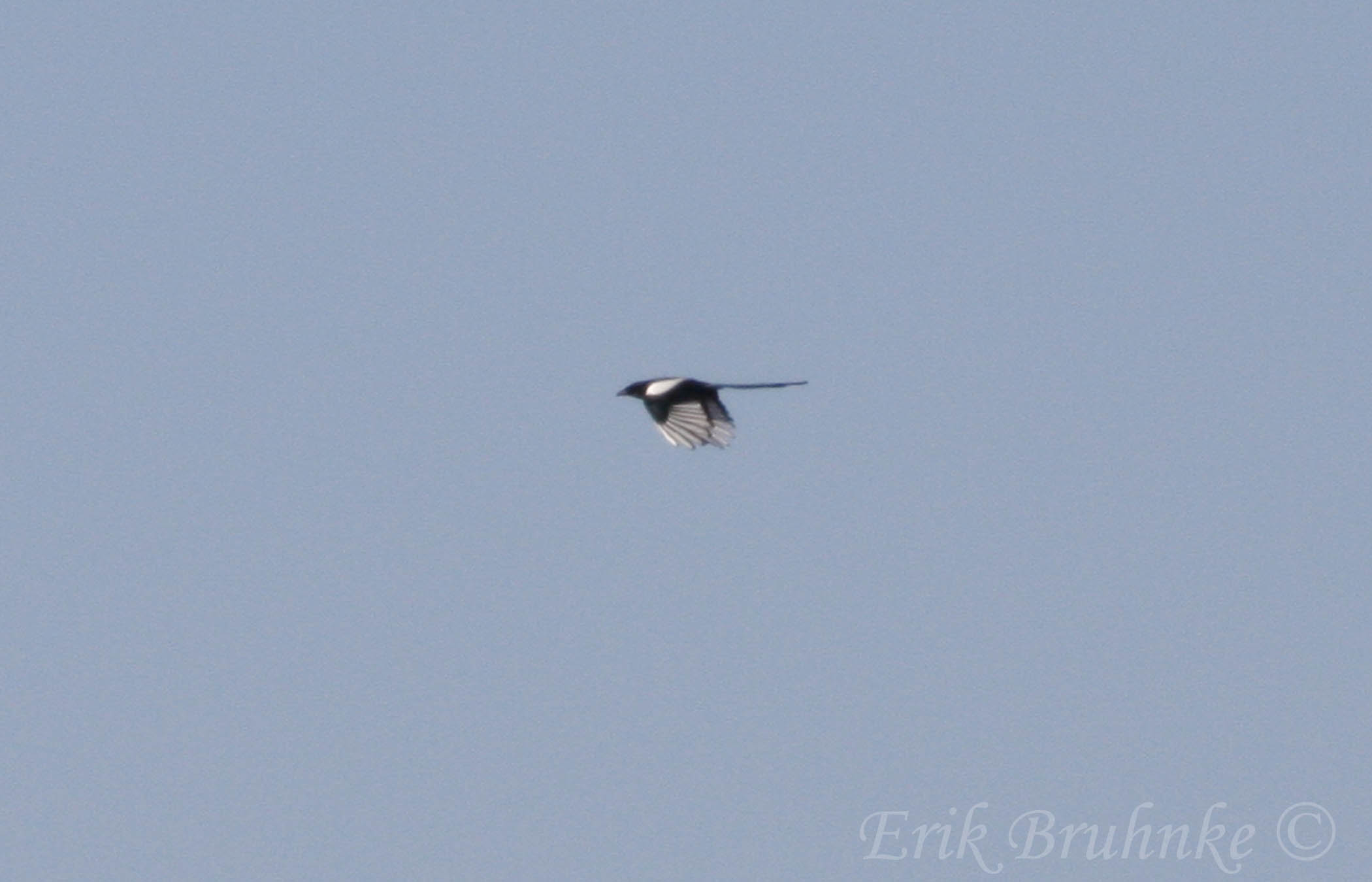 Distant Black-billed Magpie