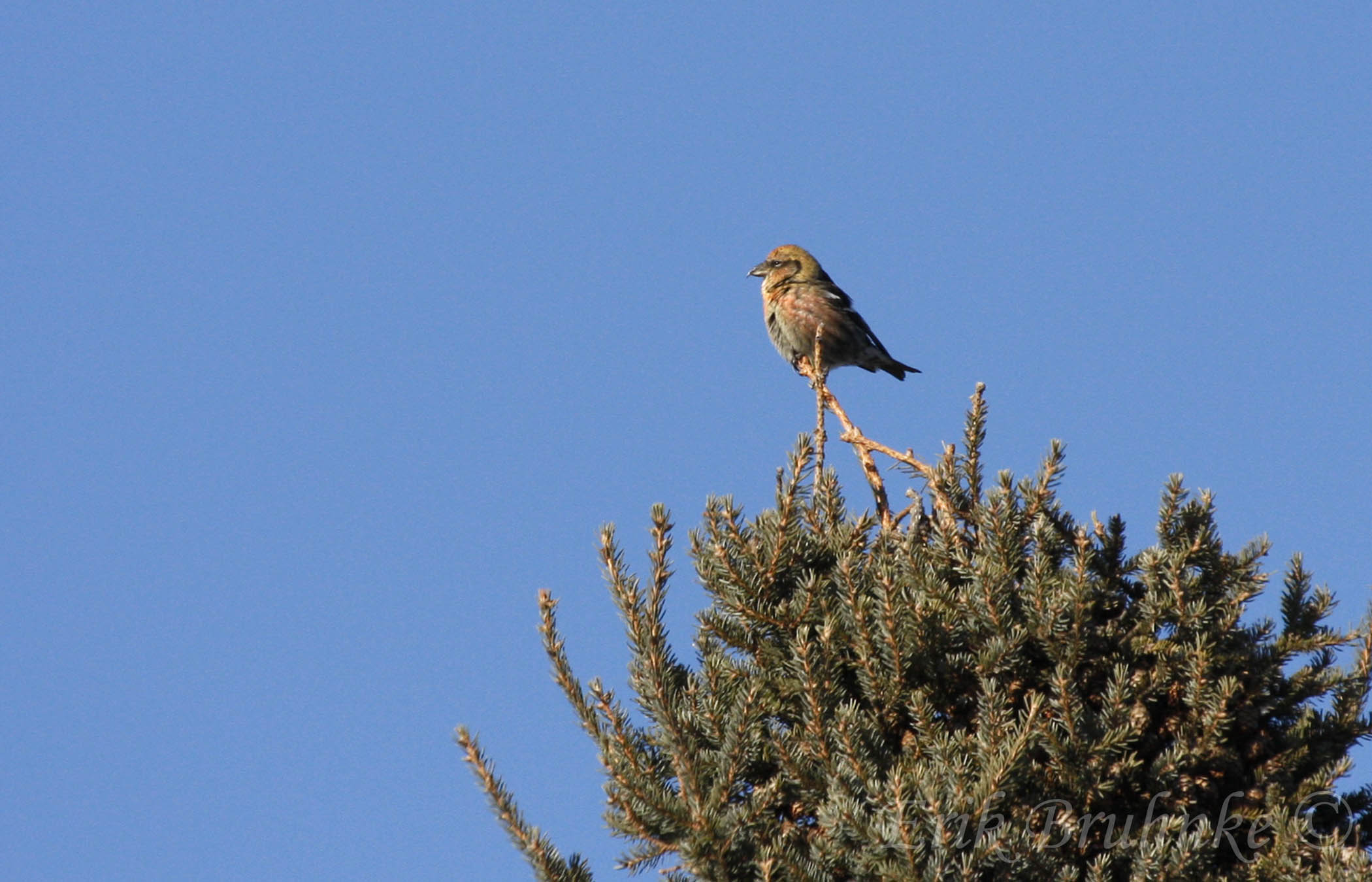 Male White-winged Crossbill