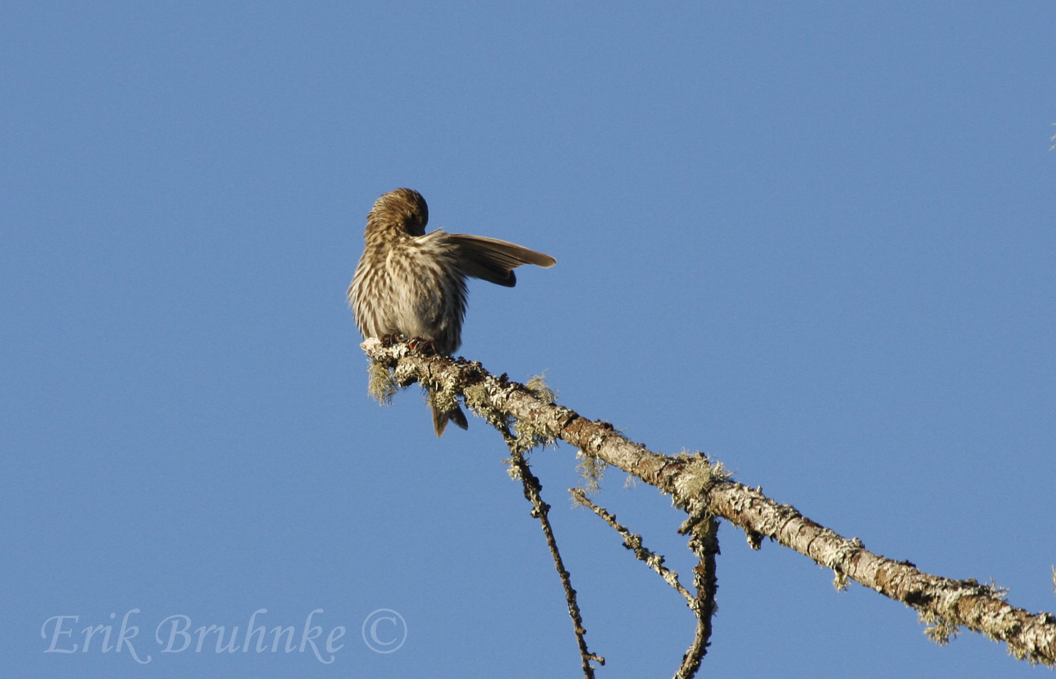 Pine Siskin, preening the scapular (shoulder) area