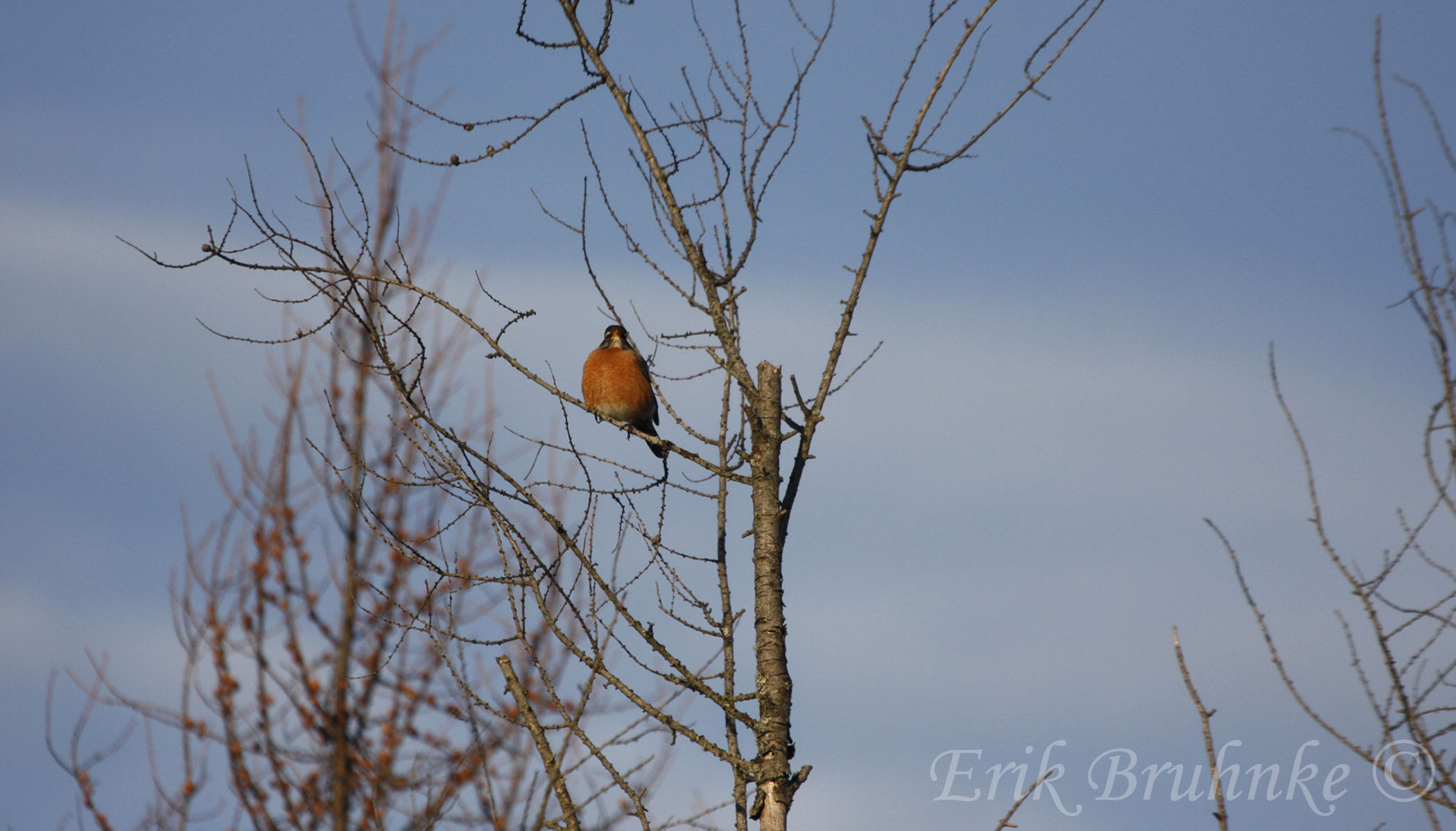 American Robin, taking a little breather, from a long night of migrating northward!