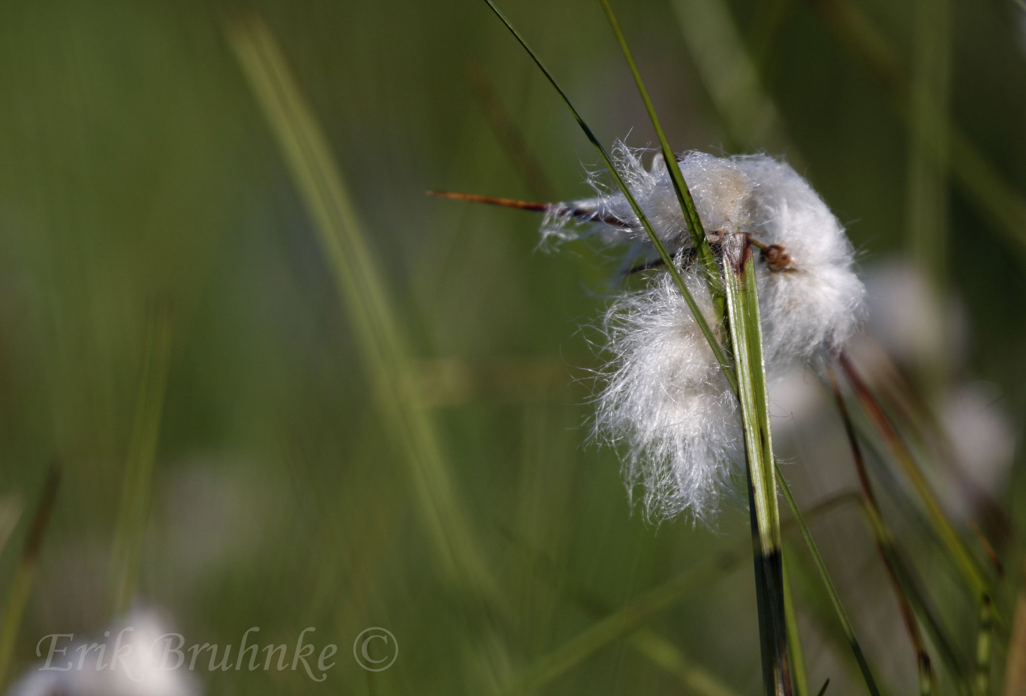 Cottongrass