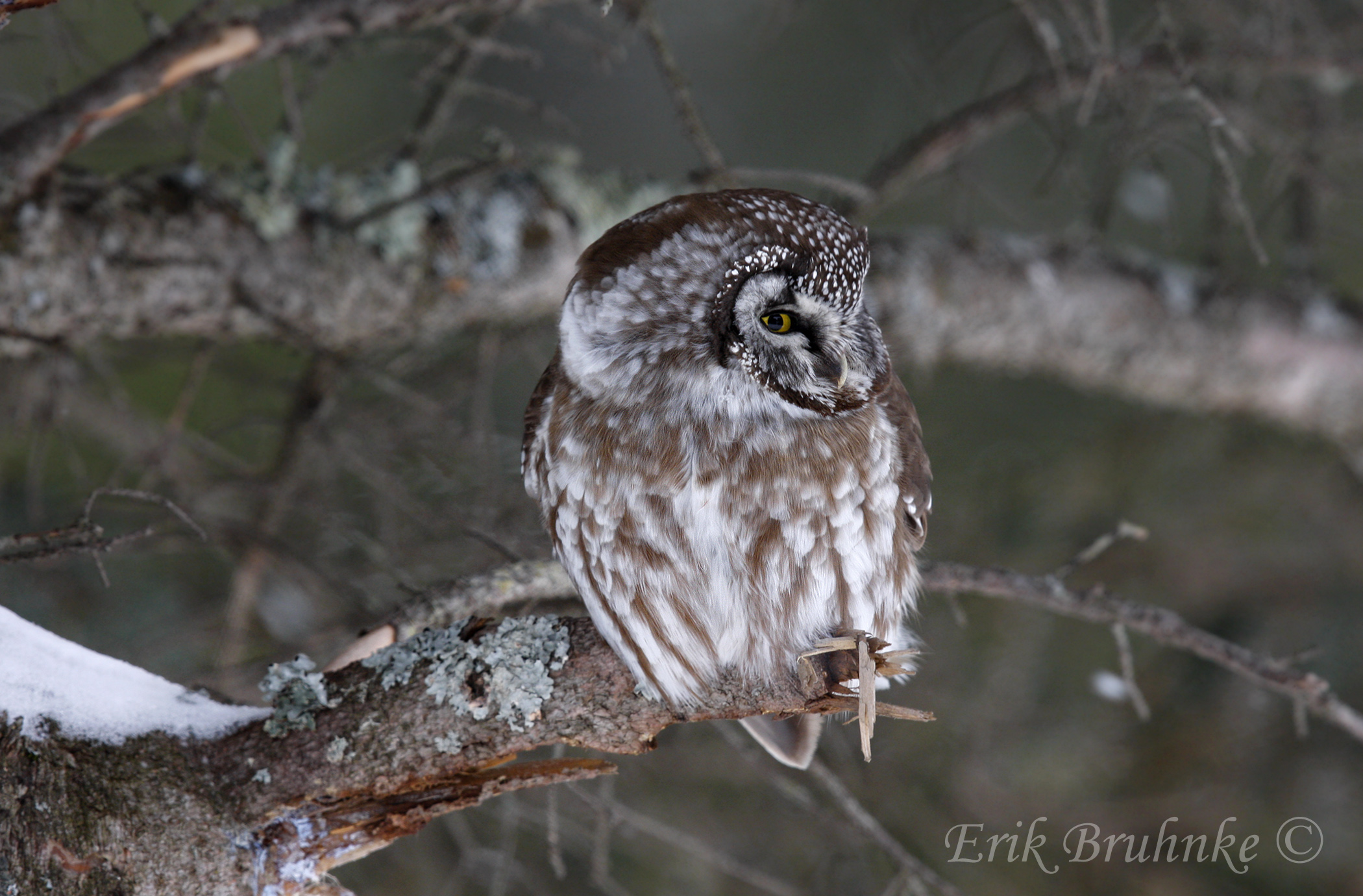 Boreal Owl