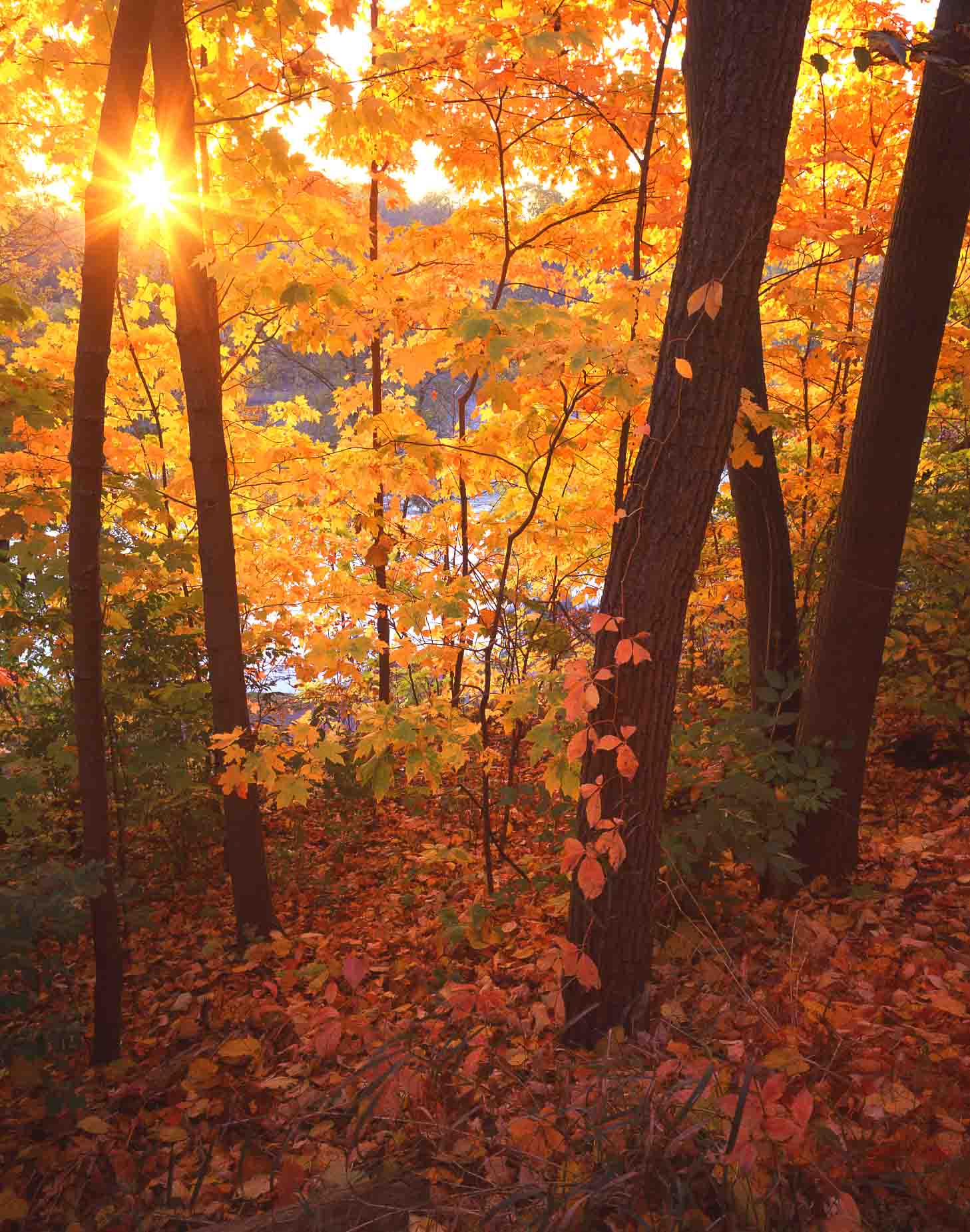 10 Fox River Bluffs, Algonquin, IL
