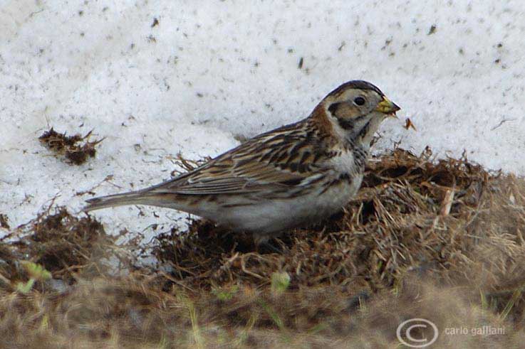 Zigolo di Lapponia- Lapland Bunting (Calcarius lapponicus)