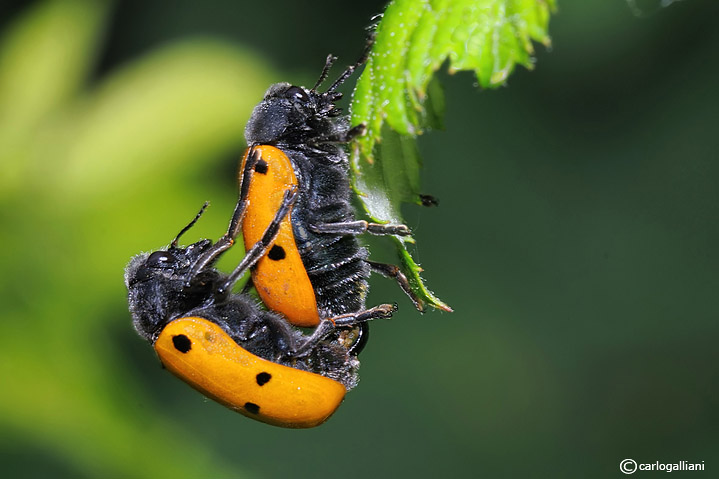 Clytra quadripunctata