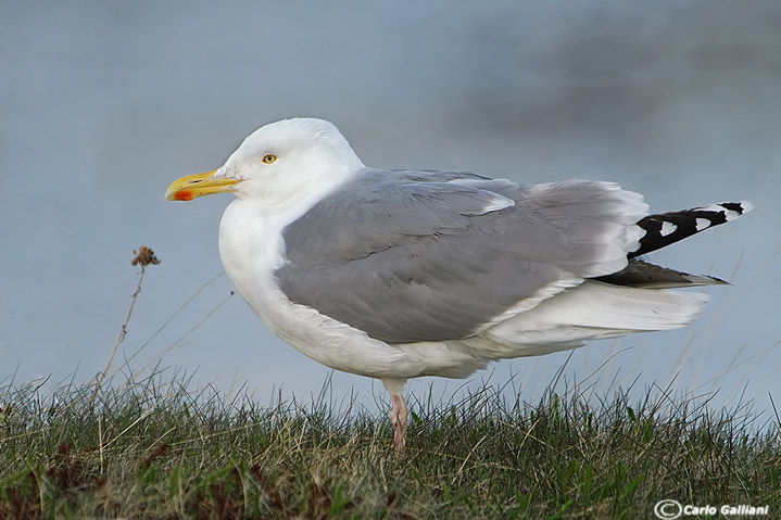 Gabbiano reale nordico-Herring Gull  (Larus argentatus)