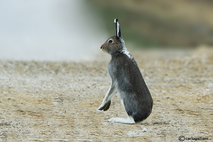 Lepre alpina-Mountain Hare (Lepus timidus)