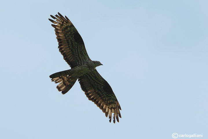 Falco pecchiaiolo -Honey Buzzard (Pernis apivorus)