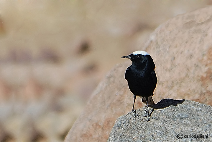 Monachella testabianca -White-crowned Black Wheatear(Oenanthe leucopyga)